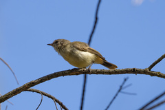 Acanthiza reguloides