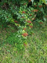 Schinus terebinthifolia