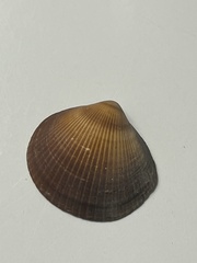 Glycymerididae