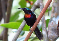 Leptocoma calcostetha