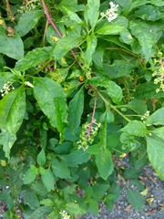 Pokeweed mosaic virus