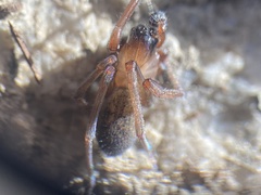 Metaltella simoni