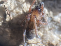 Metaltella simoni