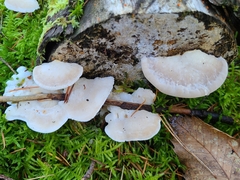Amaropostia stiptica