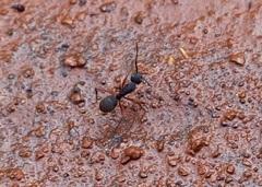 Camponotus rufipes