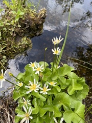 Caltha biflora
