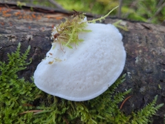 Amaropostia stiptica