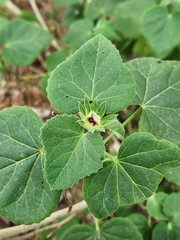 Hibiscus martianus