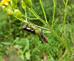 Pseudoscopas nigrigena