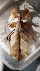 Phylliidae
