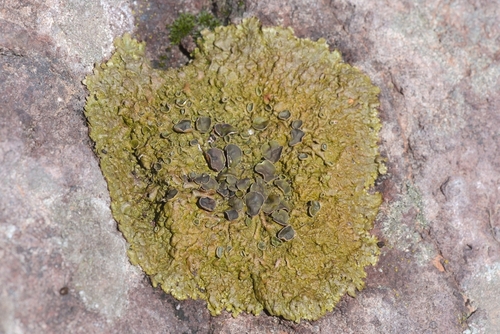 Xanthoparmelia pulla