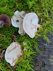 Amaropostia stiptica