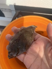 Citharichthys stigmaeus