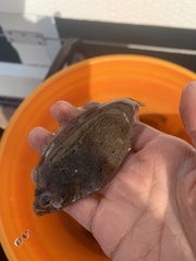 Citharichthys stigmaeus