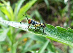 Zoniopoda tarsata
