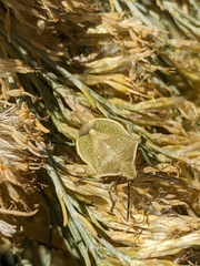 Chlorochroa