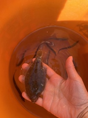 Citharichthys stigmaeus