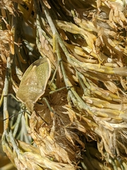 Chlorochroa