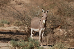 Equus asinus