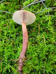 Lactarius hepaticus