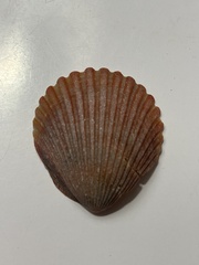 Argopecten