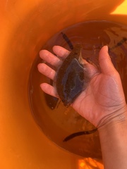 Citharichthys stigmaeus