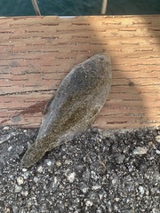 Citharichthys stigmaeus