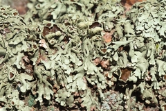 Xanthoparmelia stenophylla