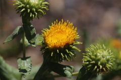 Grindelia inornata