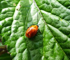 Diabroticina