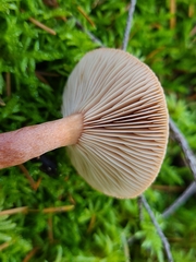 Lactarius hepaticus