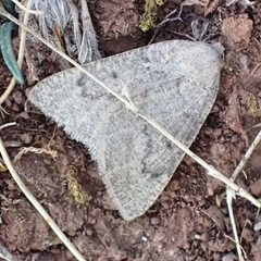 Onychora agaritharia