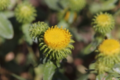 Grindelia inornata