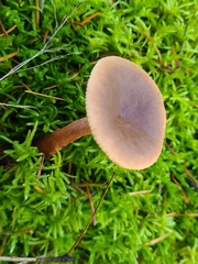 Lactarius hepaticus