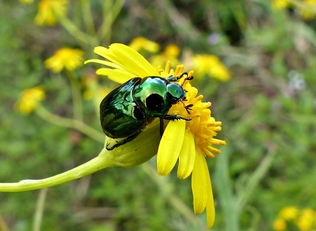 Sphaerorutela