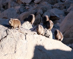Procavia capensis