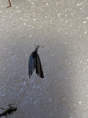 Cryptothelea gloverii