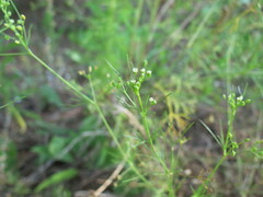 Cyclospermum leptophyllum