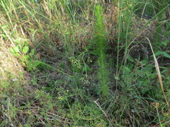 Cyclospermum leptophyllum