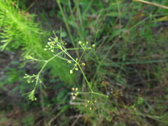Cyclospermum leptophyllum