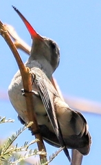 Phaeoptila sordida