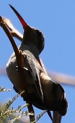 Phaeoptila sordida
