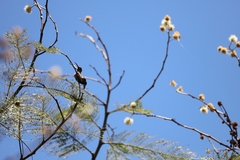 Phaeoptila sordida