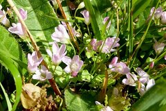 Lysimachia tenella