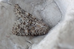 Polymixis flavicincta