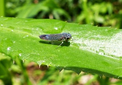 Cicadellinae