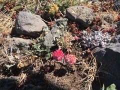 Eriogonum ovalifolium rubidum