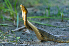 Palusophis bifossatus