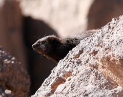 Procavia capensis