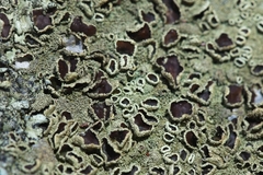 Xanthoparmelia tinctina